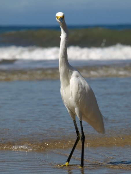 costa-rica-bird Sea bird near Cahuita National Park, Costa Rica. Photograph: Matthew Barker 2008.