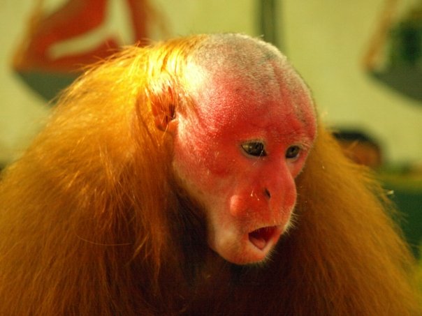 A friendly monkey at the Pilpintuswasi Sanctuary. Photograph: Matthew Barker 2009