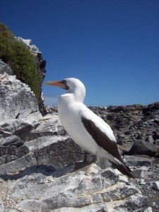 Just one of many marine birds on the Galapagos Islands, Ecuador.