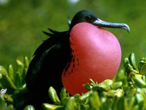 Exotic bird life on the Galapagos Islands, Ecuador.