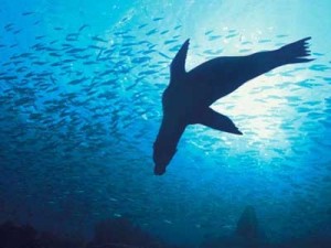 One of the many marine inhabitants at the Galapagos Islands, Ecuador.