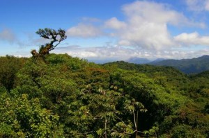 The Monteverde cloud forest is a perfect hiking destination, Costa Rica