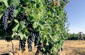 Mendoza Vineyard