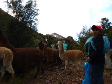 Passing a herd of llama on the first day of the Lares Trek, Peru. Photograph: Matthew Barker 2009