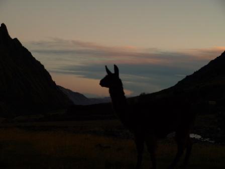 A llama watches the sunet on day one of the Lares Trek, Peru, Peru For Less