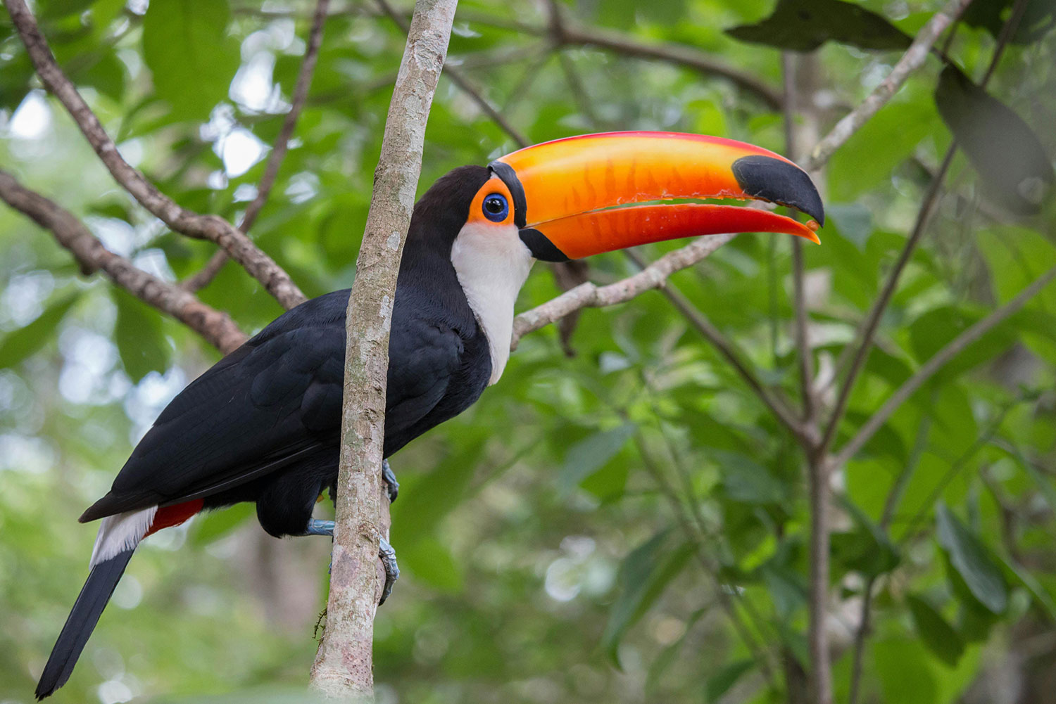 A Close-Up Shot of a Toucan. Photo by Tiago L BR on Pexels.