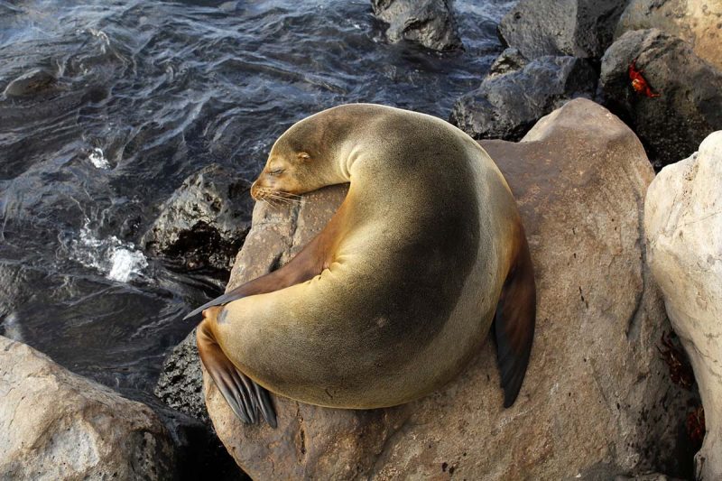 San Cristobal, Galapagos: Complete Visitor's Guide - Latin America For Less