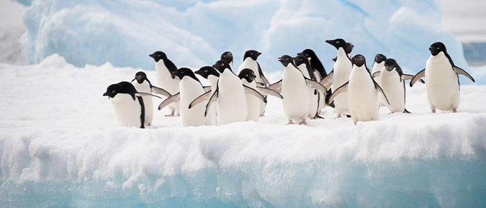 antarctica tour package from argentina