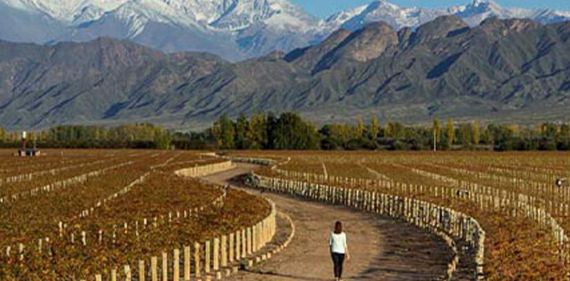 A woman walking through a beautiful vineyard with mountains in the distance